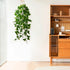 2Pac Fake Ivy Vine With Hanging Pot & Macrame Hanger - HyeFlora