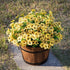 14" Silk Daisy with Eucalyptus 12 Bundles- Yellow - HyeFlora